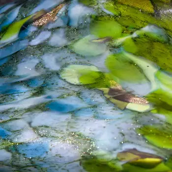 Lea de Wit Collection - Wyecliffe Galleries