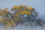 Beauty In The Untamed - Original