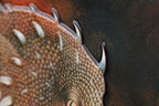 Dragon of the Underworld - Edition