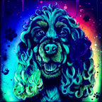 English Show Cocker Spaniel - Original