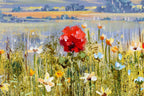 Meadow Hues - Original - SOLD by artist Allan Morgan - Wyecliffe Galleries