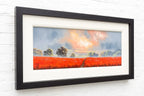 Poppies Bathing In The Glow - Original by artist Allan Morgan - Wyecliffe Galleries