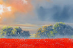 Poppies Bathing In The Glow - Original by artist Allan Morgan - Wyecliffe Galleries
