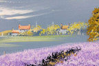Violet Path II - Original -SOLD by artist Allan Morgan - Wyecliffe Galleries