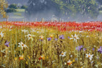 Where Flowers Bloom, So Does Hope - Original - SOLD by artist Allan Morgan - Wyecliffe Galleries