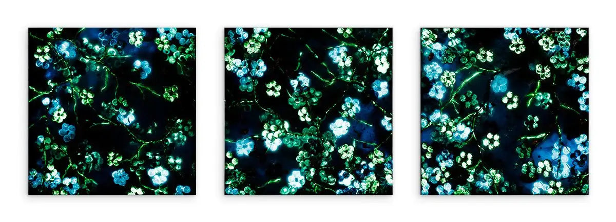 Blossoming Blues Triptych - Original - SOLD by artist Becky Smith - Wyecliffe Galleries