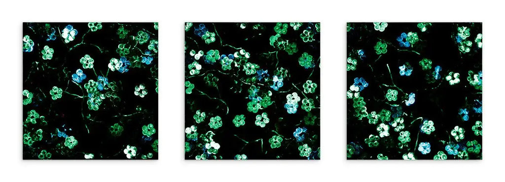 Sakura Blossoms Triptych - Original by artist Becky Smith - Wyecliffe Galleries