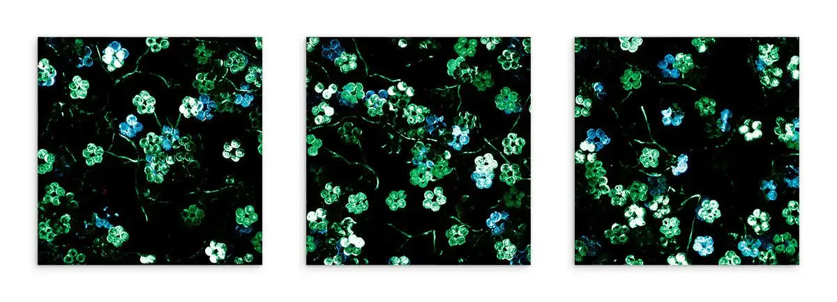 Sakura Blossoms Triptych - Original by artist Becky Smith - Wyecliffe Galleries