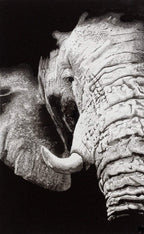 Warmth - Original - SOLD by artist Ben Riley - Wyecliffe Galleries