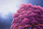 Love Under The Blossom Tree - Original - SOLD by artist David Renshaw - Wyecliffe Galleries