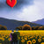 You're My Sunflower - Original - SOLD David Renshaw Original