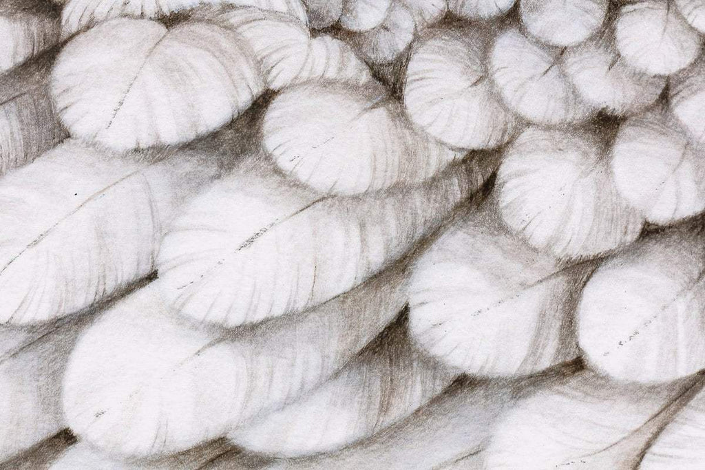 Swan Lake - Edition by artist Kerry Darlington - Wyecliffe Galleries