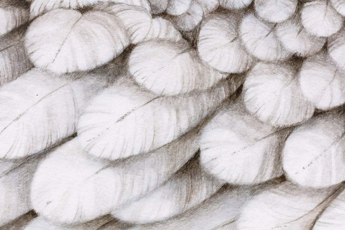 Swan Lake - Edition by artist Kerry Darlington - Wyecliffe Galleries