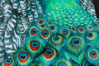 The Peacock Princess - Edition by artist Kerry Darlington - Wyecliffe Galleries