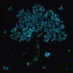 Butterflies in Bloom - Boutique Edition - SOLD