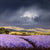 Lavender Storm - Original Allan Morgan