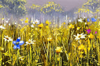 Wild Flower Field - Original - SOLD by artist Allan Morgan - Wyecliffe Galleries