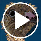 Olly Ostrich - Original - SOLD by artist Amy Louise - Wyecliffe Galleries