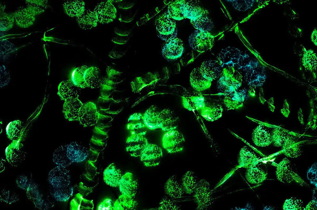 Azure Haze - Original - SOLD by artist Becky Smith - Wyecliffe Galleries