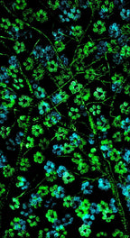 Azure Haze - Original - SOLD by artist Becky Smith - Wyecliffe Galleries