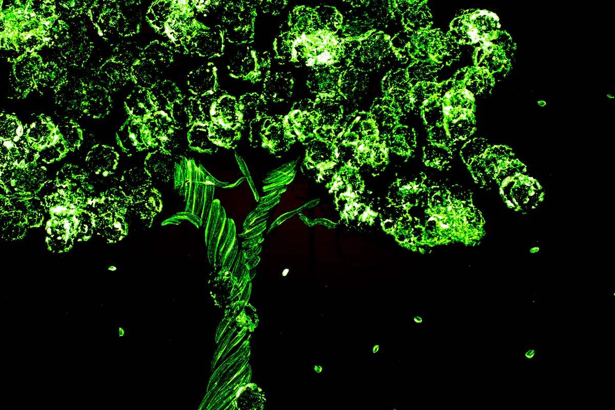 Blossom in Bloom - Published Original SOLD by artist Becky Smith - Wyecliffe Galleries