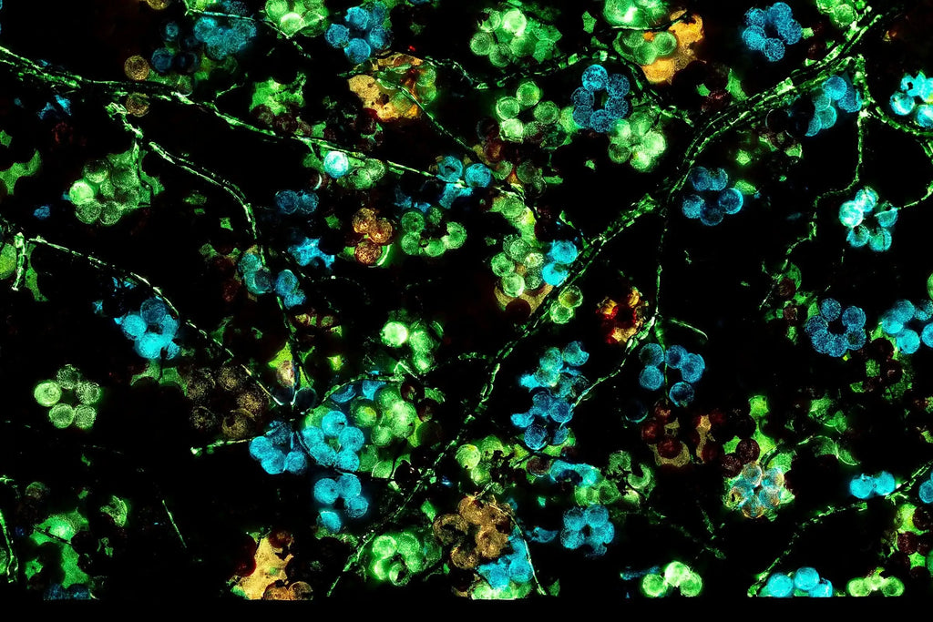 Blossoming Forest - Original - SOLD by artist Becky Smith - Wyecliffe Galleries