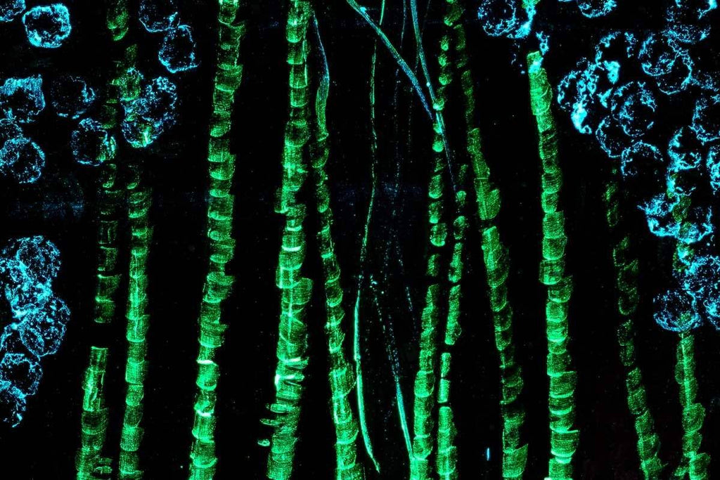 Blossoming Walks - Original - SOLD by artist Becky Smith - Wyecliffe Galleries