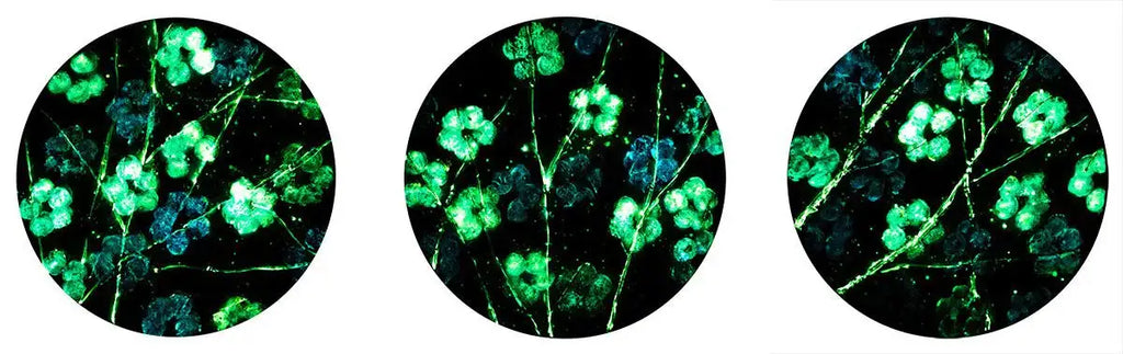 Blue Blossom - Triptych - Original - SOLD by artist Becky Smith - Wyecliffe Galleries