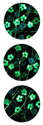 Blue Blossom - Triptych - Original - SOLD by artist Becky Smith - Wyecliffe Galleries