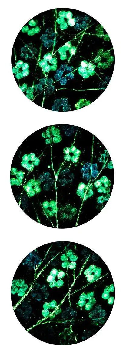 Blue Blossom - Triptych - Original - SOLD by artist Becky Smith - Wyecliffe Galleries