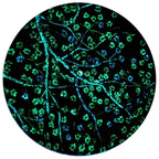 Blues in Bloom - Original - SOLD by artist Becky Smith - Wyecliffe Galleries