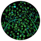 Cherry Blossom in Bloom - Original - SOLD by artist Becky Smith - Wyecliffe Galleries