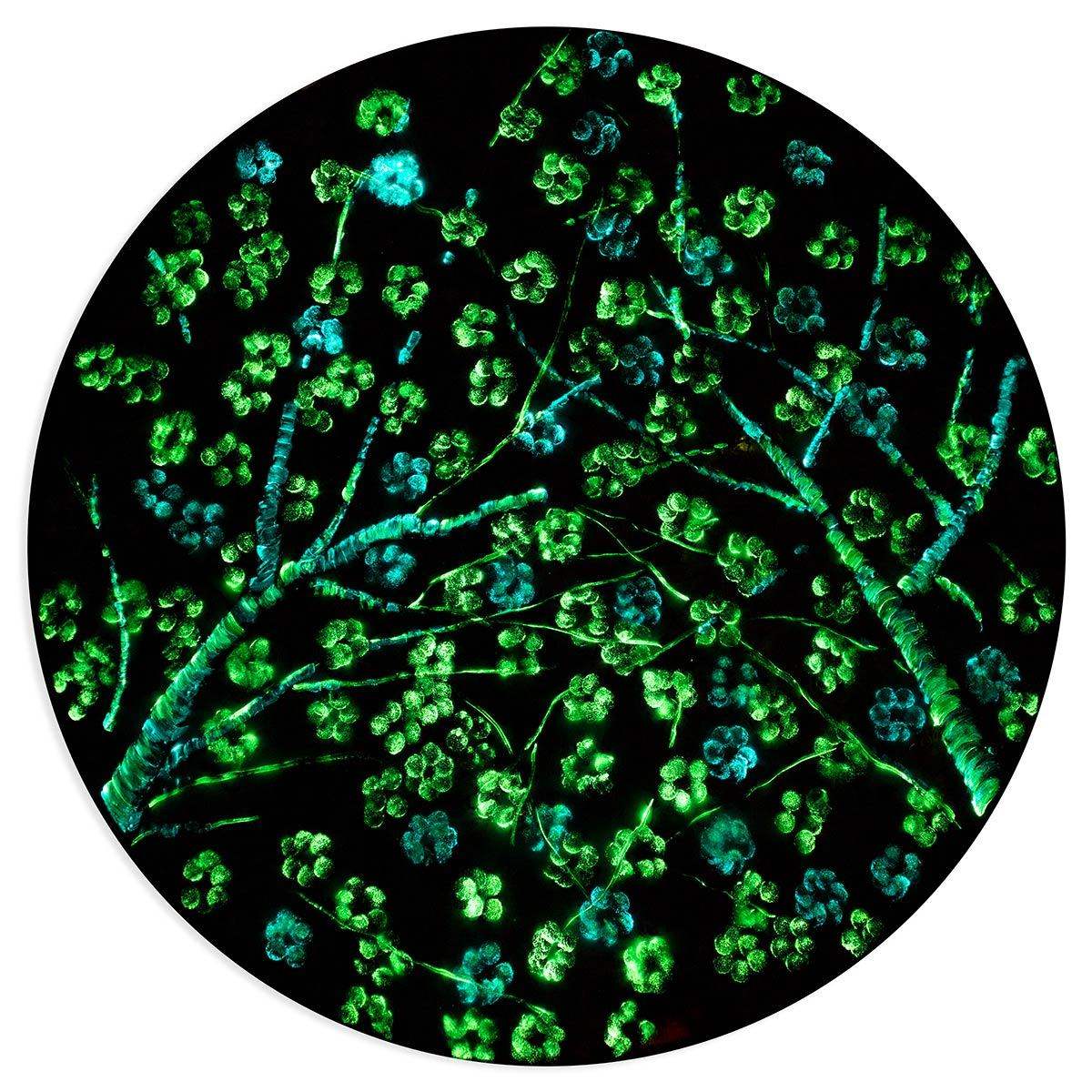 Cherry Blossom in Bloom - Original - SOLD by artist Becky Smith - Wyecliffe Galleries