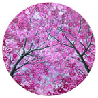 Cherry Blossom in Bloom - Original - SOLD by artist Becky Smith - Wyecliffe Galleries
