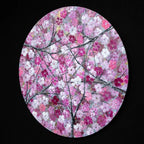 Cherry Tree Blossom - Original - SOLD by artist Becky Smith - Wyecliffe Galleries