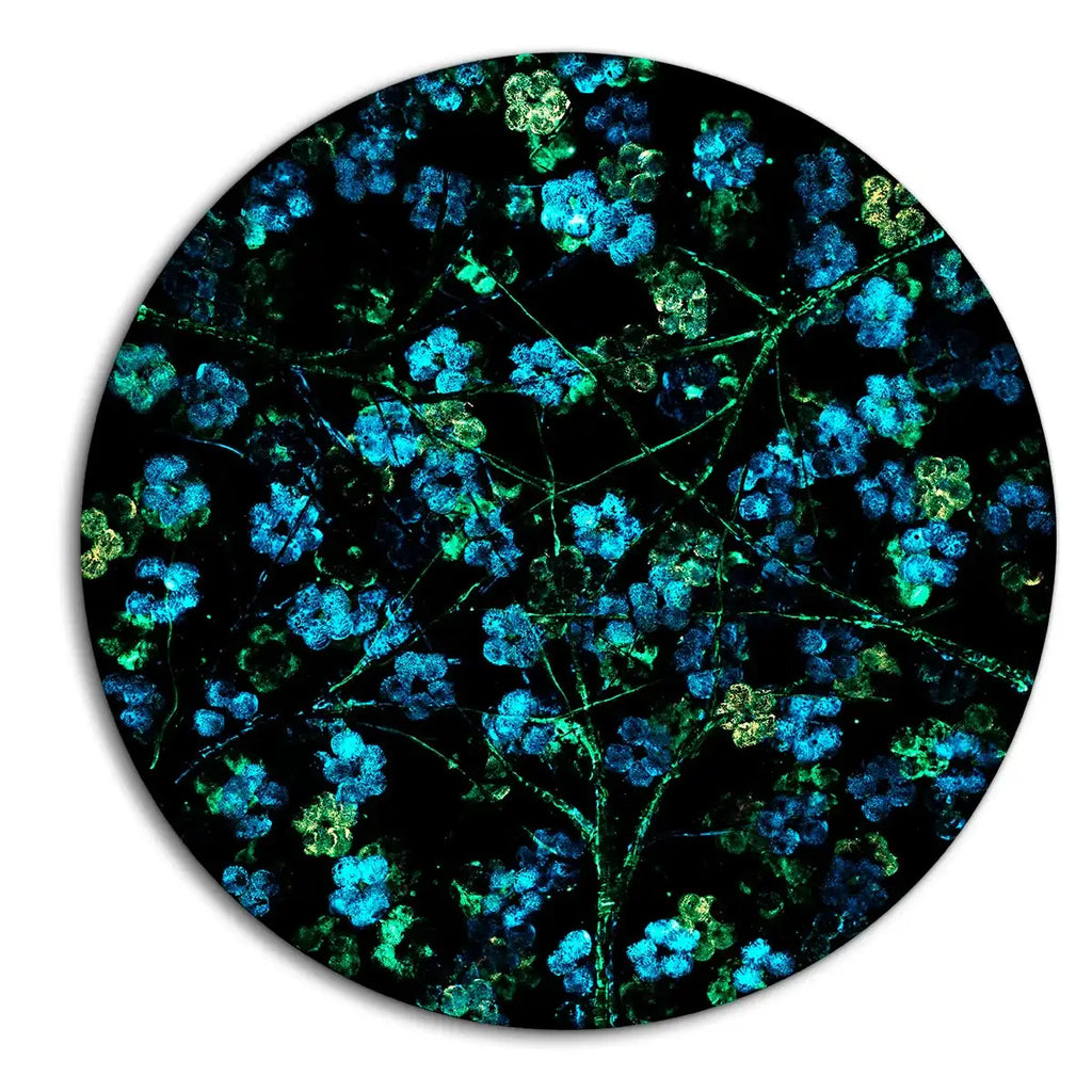 Cherry Tree Blossom - Original - SOLD by artist Becky Smith - Wyecliffe Galleries