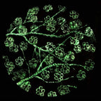 Crimson Blossom Set - Original - SOLD by artist Becky Smith - Wyecliffe Galleries