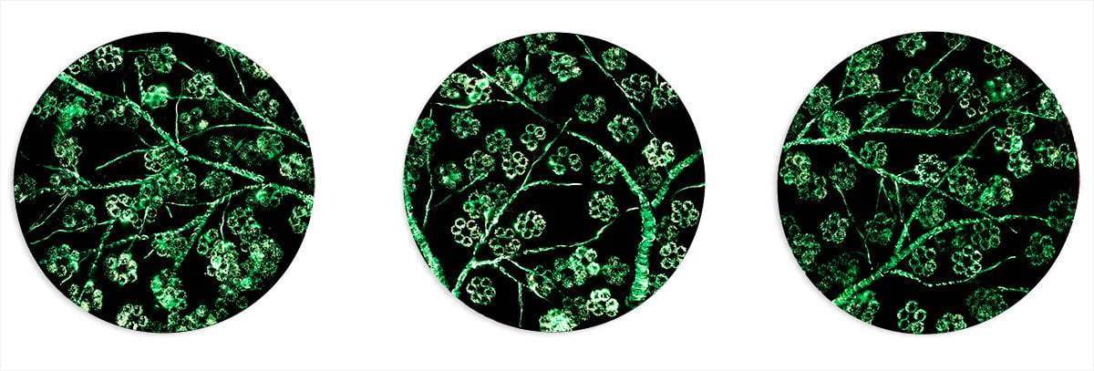 Crimson Blossom Set - Original - SOLD by artist Becky Smith - Wyecliffe Galleries