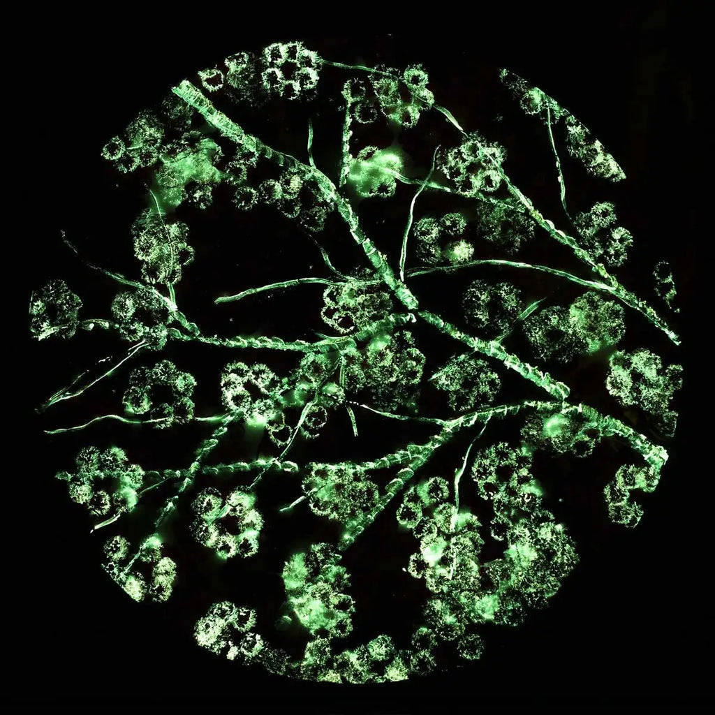 Crimson Blossom Set - Original - SOLD by artist Becky Smith - Wyecliffe Galleries