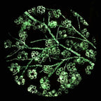 Crimson Blossom Set - Original - SOLD by artist Becky Smith - Wyecliffe Galleries