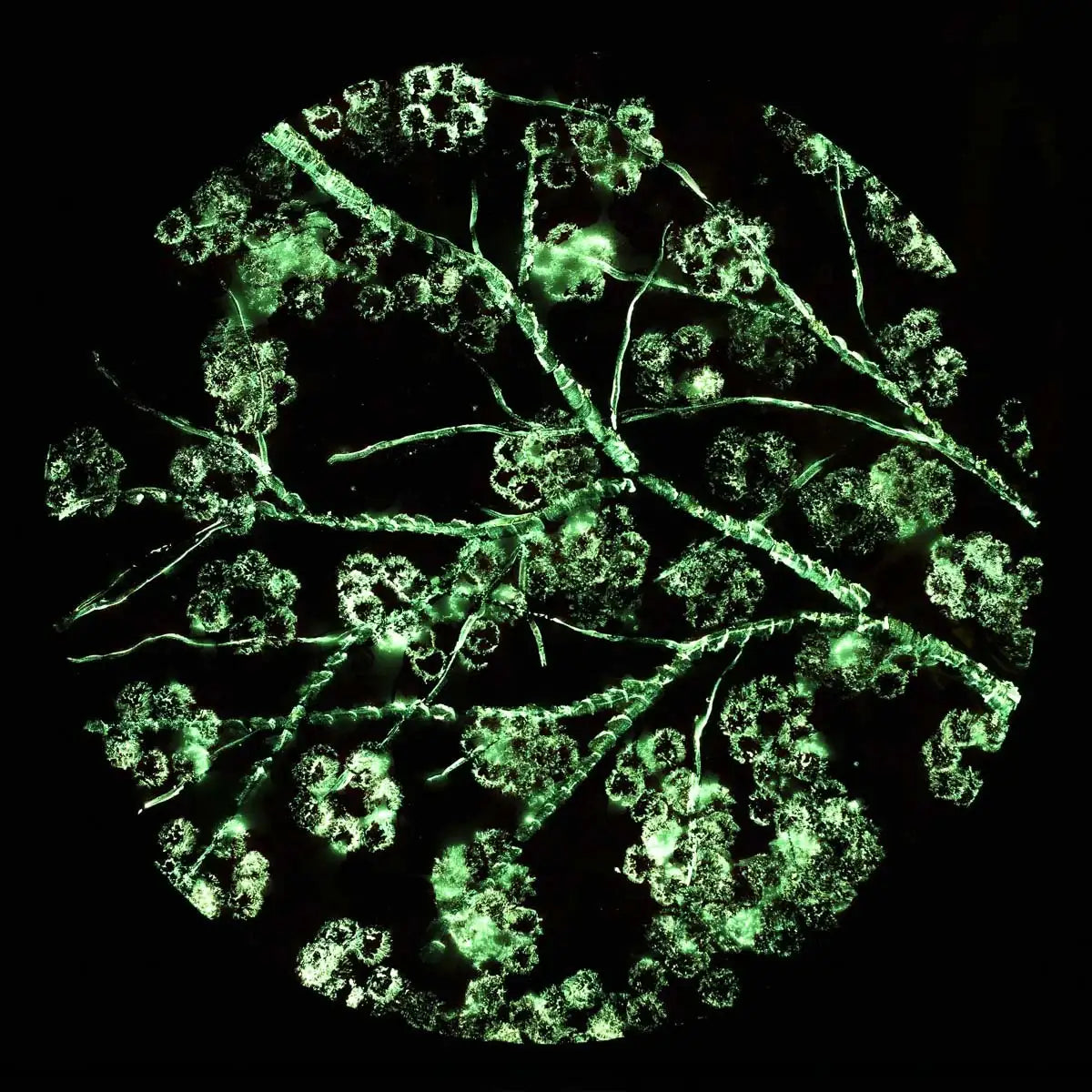 Crimson Blossom Set - Original - SOLD by artist Becky Smith - Wyecliffe Galleries