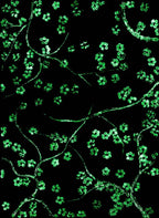 In Full Bloom - Original - SOLD by artist Becky Smith - Wyecliffe Galleries