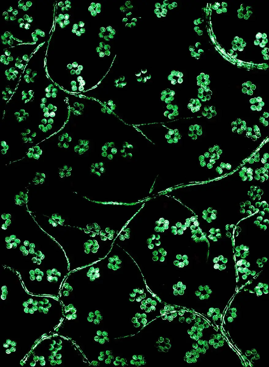 In Full Bloom - Original - SOLD by artist Becky Smith - Wyecliffe Galleries