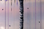 Purple Rain - Original - SOLD by artist Becky Smith - Wyecliffe Galleries