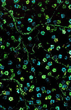 Ruby Blossom - Original - SOLD by artist Becky Smith - Wyecliffe Galleries