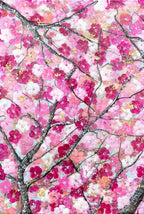 Sakura Blossom I - Original - SOLD by artist Becky Smith - Wyecliffe Galleries