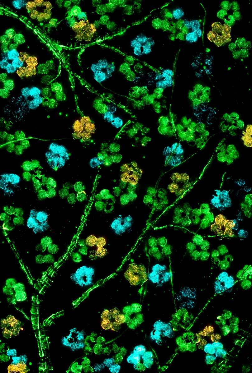 Sakura Blossom I - Original - SOLD by artist Becky Smith - Wyecliffe Galleries