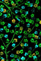 Sakura Blossom I - Original - SOLD by artist Becky Smith - Wyecliffe Galleries