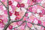Sakura Blossom II - Original - SOLD by artist Becky Smith - Wyecliffe Galleries
