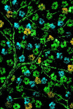 Sakura Blossom II - Original - SOLD by artist Becky Smith - Wyecliffe Galleries